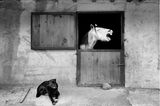 Haustier Fotowettbewerb: Pferd im Stall mit Hund