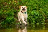 Haustier Fotowettbewerb: Hund am Wasser