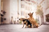 Haustier Fotowettbewerb: Zwei Hunde