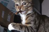 Haustier Fotowettbewerb: Katze mit Knabberstange