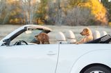 Haustier Fotowettbewerb: Hunde im Auto