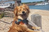 Haustier Fotowettbewerb: Hund am Zaun