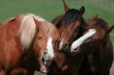 Haustier Fotowettbewerb: Drei Pferde