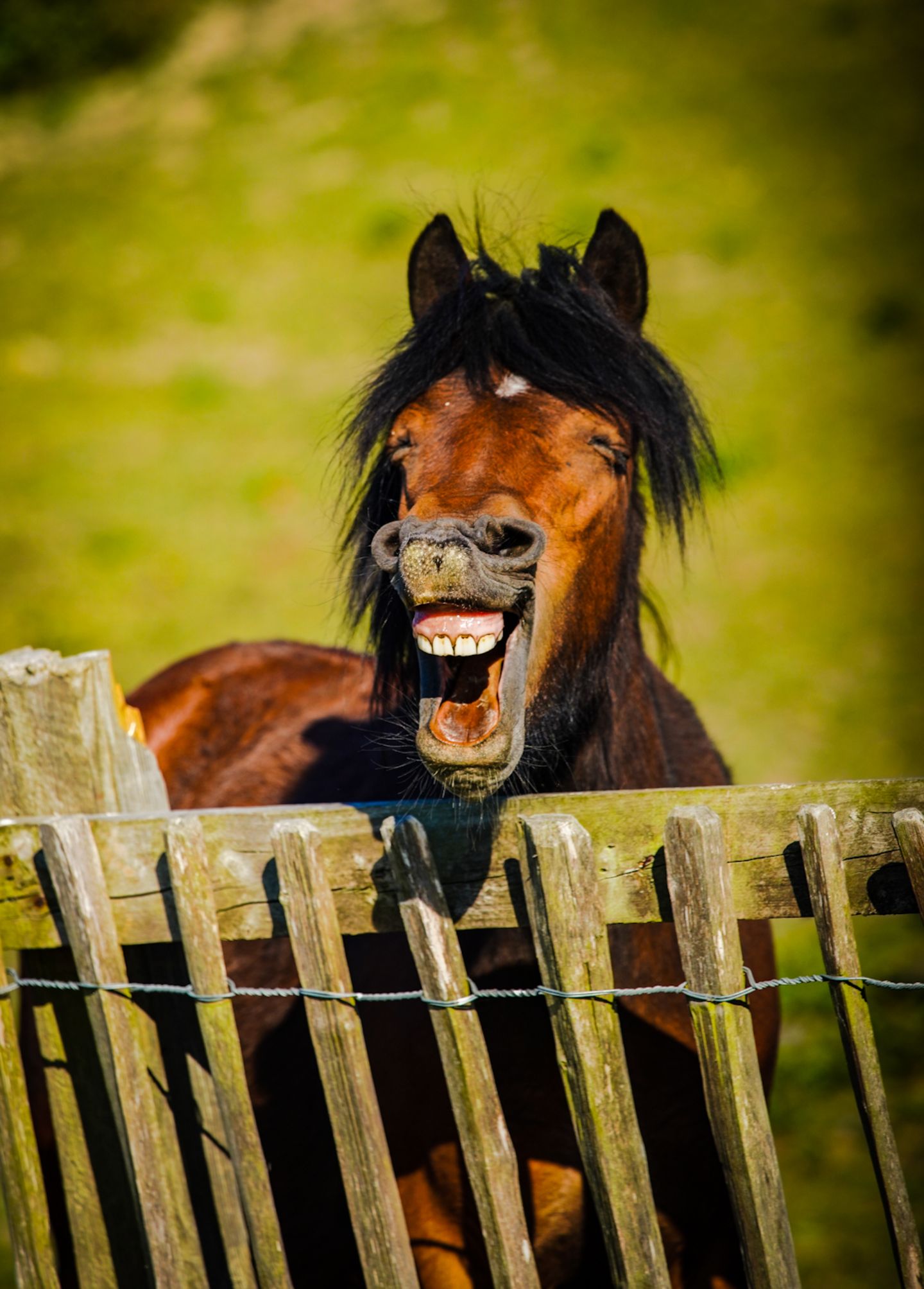 Haustier Fotowettbewerb: Pferd zeigt Zähne