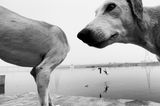 Haustier Fotowettbewerb: Hunde am See