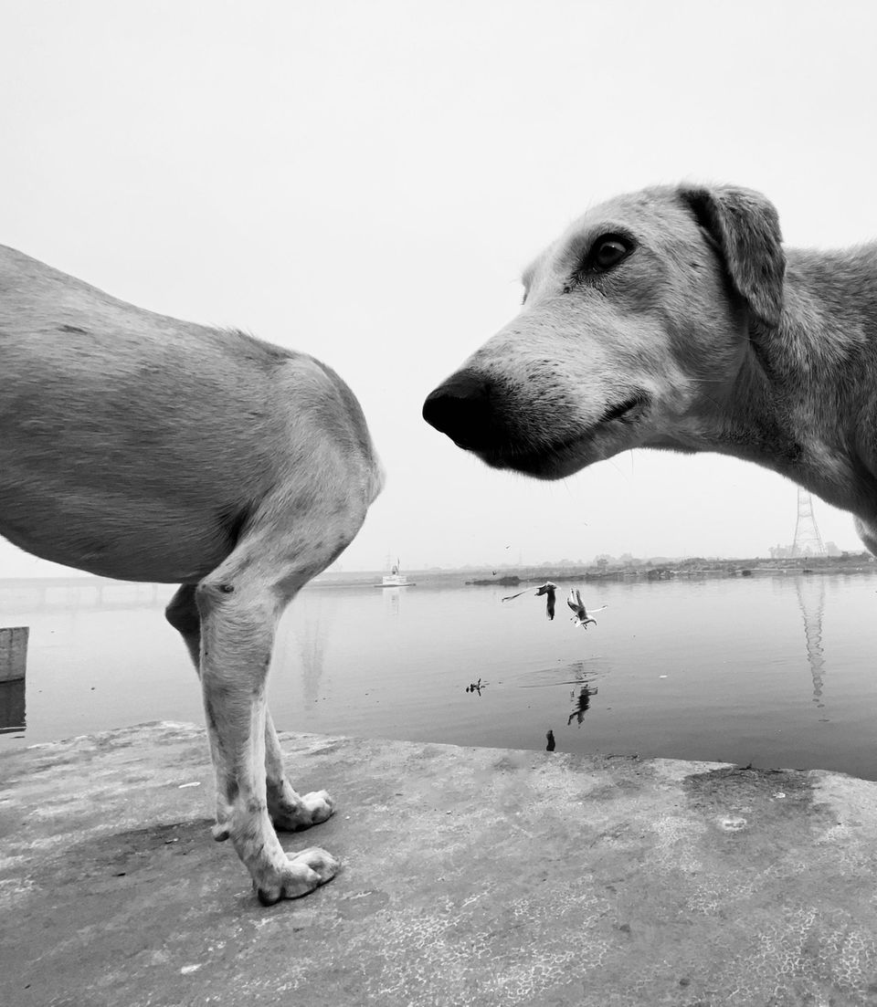 Haustier Fotowettbewerb: Hunde am See
