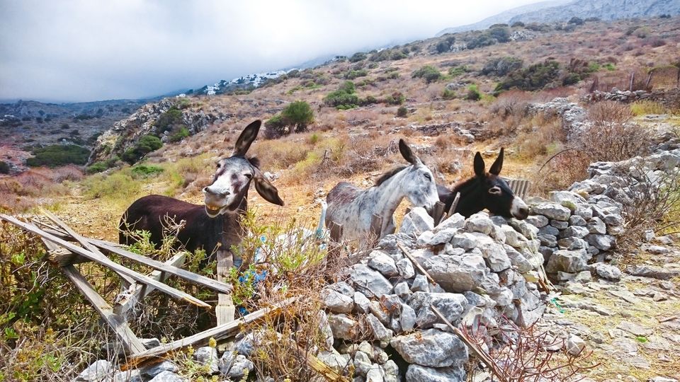 Haustier Fotowettbewerb: Esel auf der Weide