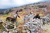 Haustier Fotowettbewerb: Esel auf der Weide