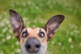 Haustier Fotowettbewerb: Hund guckt in Kamera