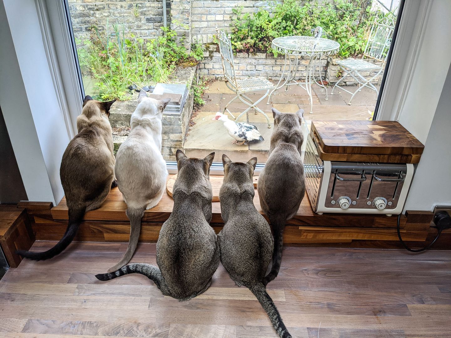 Haustier Fotowettbewerb: Katzen vorm Fenster