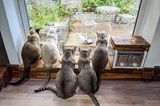 Haustier Fotowettbewerb: Katzen vorm Fenster