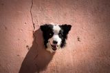 Haustier Fotowettbewerb: Hund guckt aus Wand