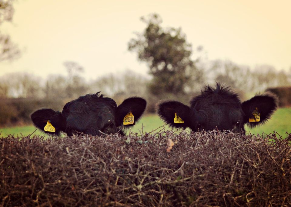 Haustier Fotowettbewerb: Zwei Kühe