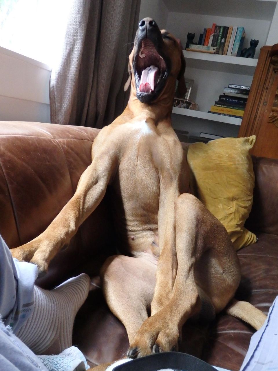 Haustier Fotowettbewerb: Hund sitzt auf Sofa