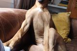 Haustier Fotowettbewerb: Hund sitzt auf Sofa