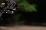 Haustier Fotowettbewerb: Hund macht Grimasse