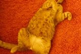 Haustier Fotowettbewerb: Katze liegt rücklings auf Teppich