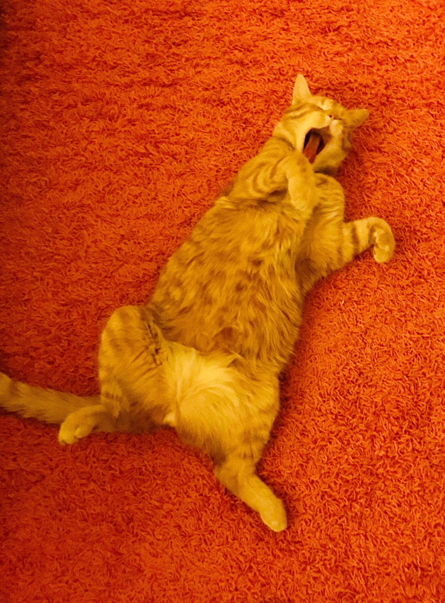 Haustier Fotowettbewerb: Katze liegt rücklings auf Teppich