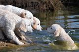 Haustier Fotowettbewerb: Hunde im Wasser