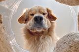 Haustier Fotowettbewerb: Hund spiegelt sich im Wasser
