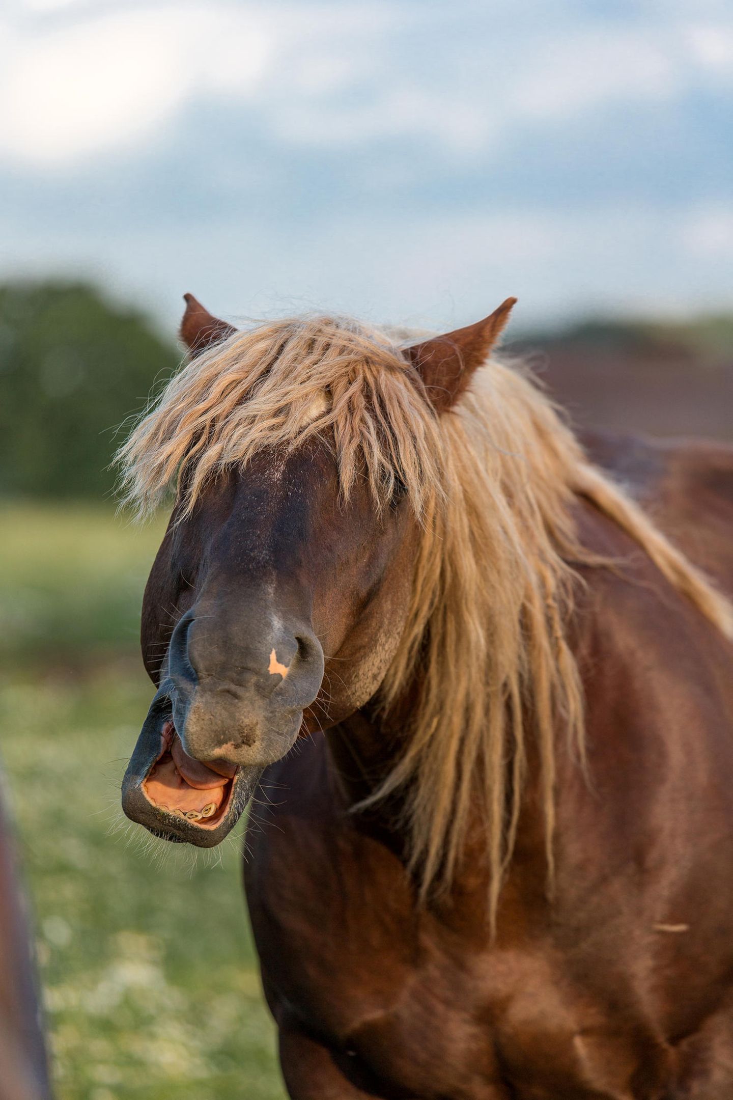 Haustier Fotowettbewerb: Pferd mit offenem Maul