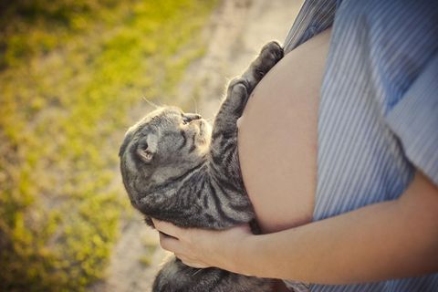 Frau wird durch Katze schwanger