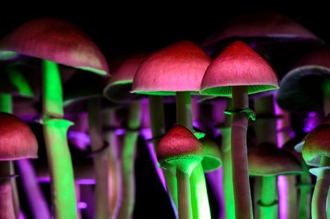 Halluzinogene Drogen: Pilze