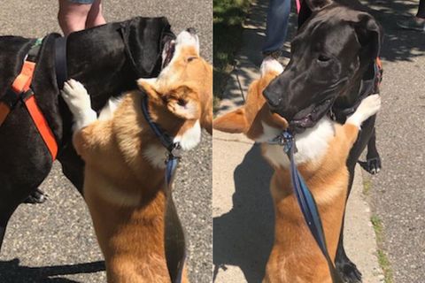 Hund umarmt alle seine Freunde beim Spaziergang