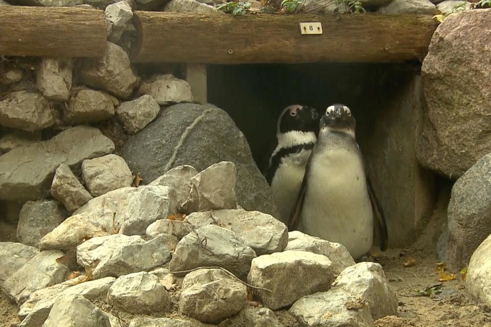 Schwule Pinguin-Pärchen adoptieren fremde Eier