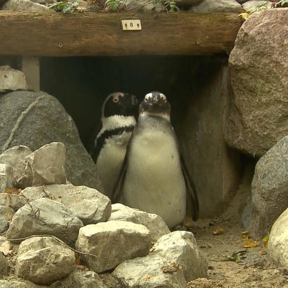 Schwule Pinguin-Pärchen adoptieren fremde Eier