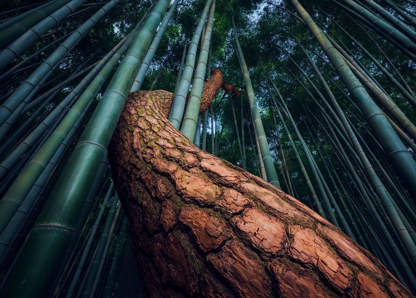 ILPOTY 2020: Baumstamm