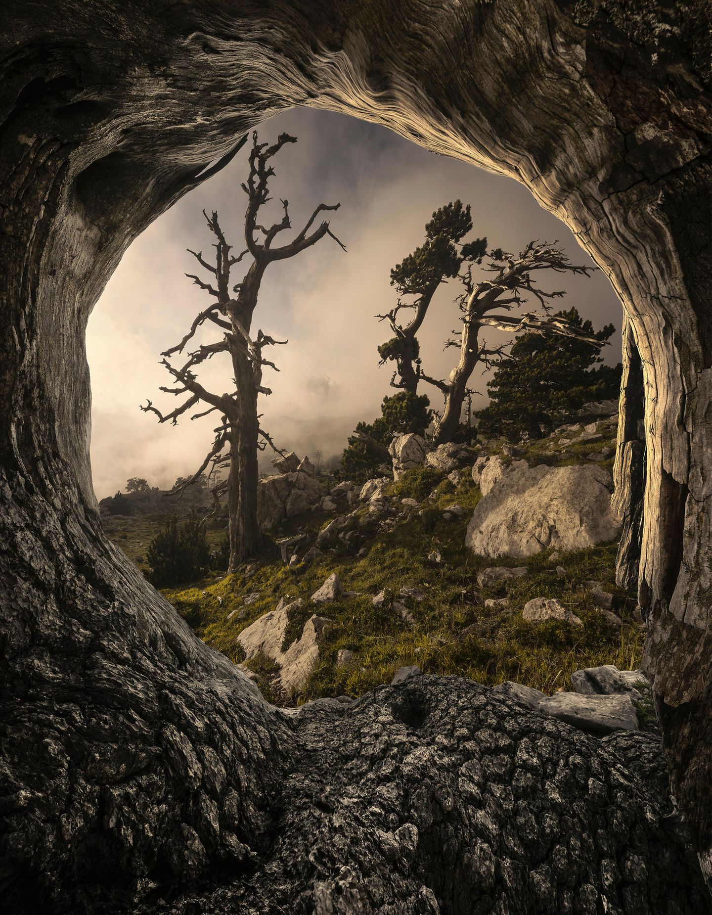 ILPOTY 2020: Bäume