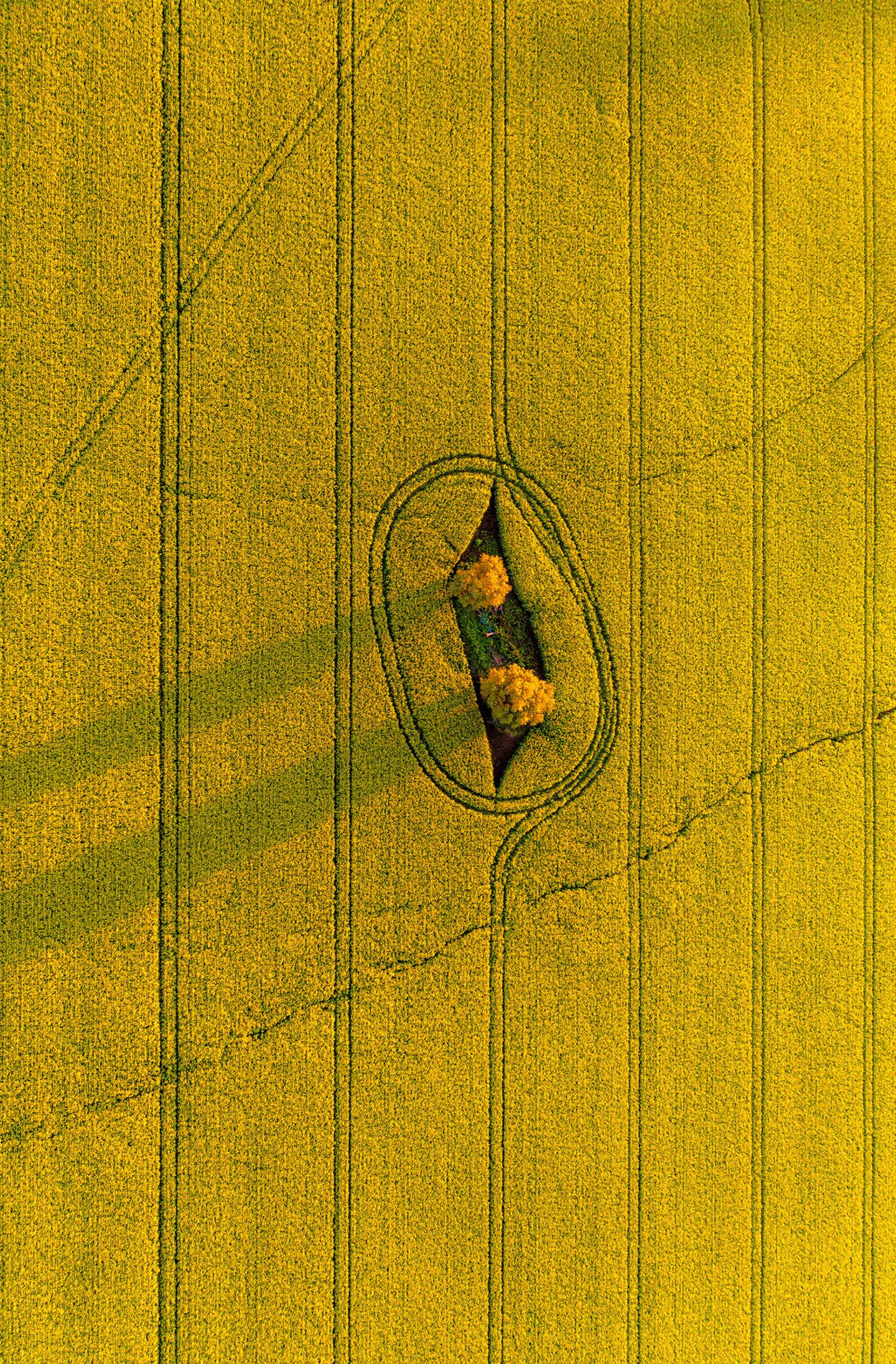 ILPOTY 2020: Feld von oben