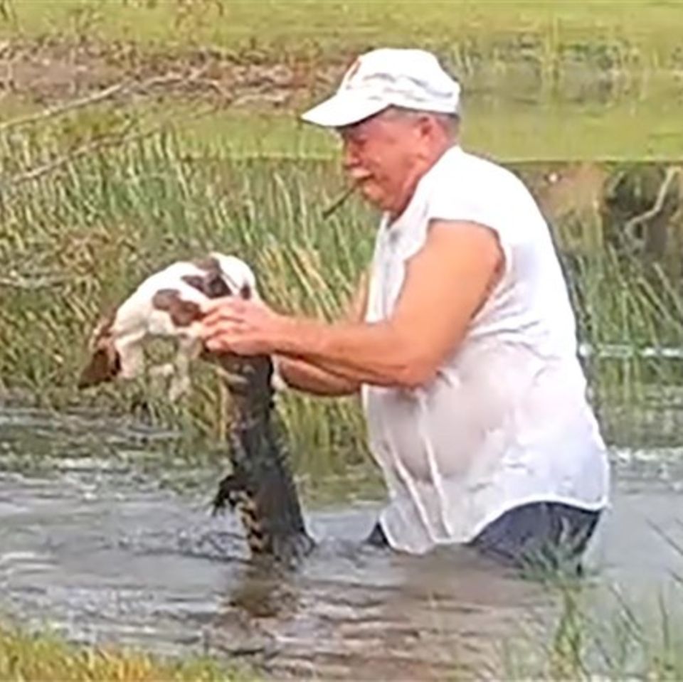 Mann rettet Hund vor Aligator