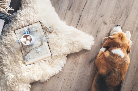 Zum Verschenken oder Selbstgenießen: Buch, Tee und Hund