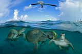 NHM People's Choice Award 2020: Schildkröten unter Wasser
