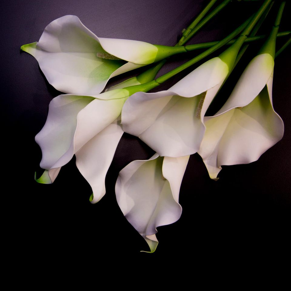 weiße Lilien