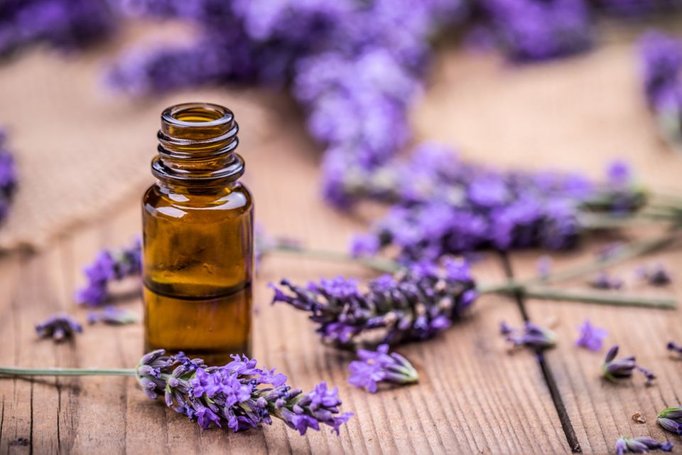 Hausmittel gegen Läuse: Lavendelöl