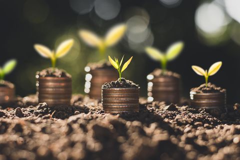 Aktien: Geld als Pflanzen