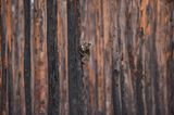Bewegende Momente 2020: Koalaböär auf verkohltem Baum