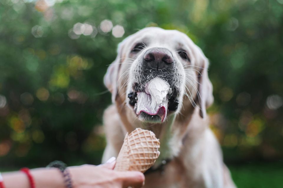 Dessert für Hunde: Hund leckt Eis in der Waffel ab
