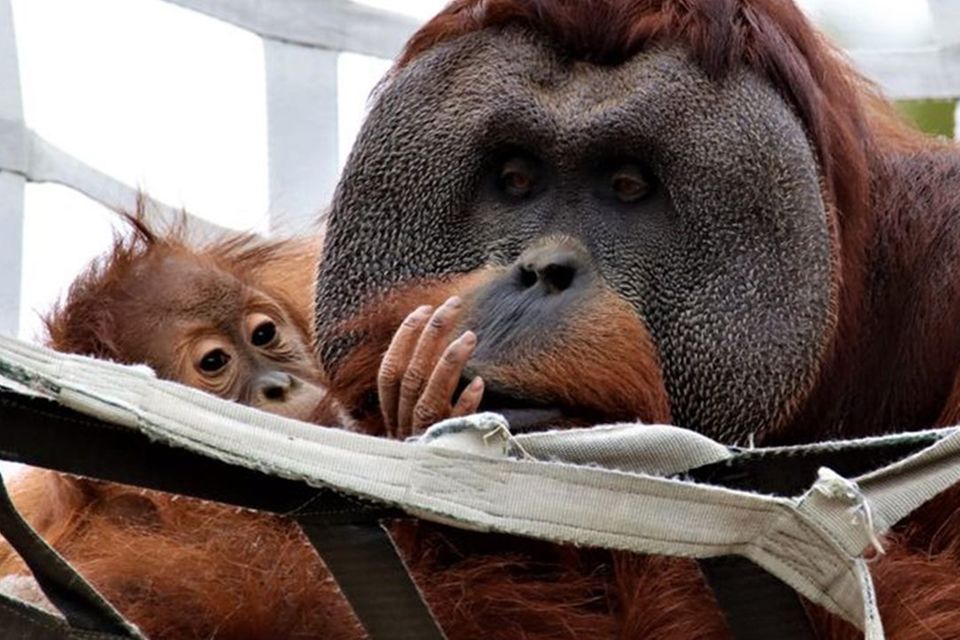 Orang-Utan-Vater kümmert sich um Baby