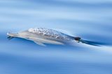 Ocean Photography Awards: Delfin mit Eisschicht