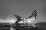 Ocean Photograpy Awards: Buckelwal