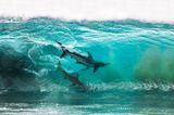 Ocean Photography Awards: Zwei Haie in der Welle