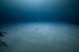 Ocean Photography Awards: Taucher unter Wasser