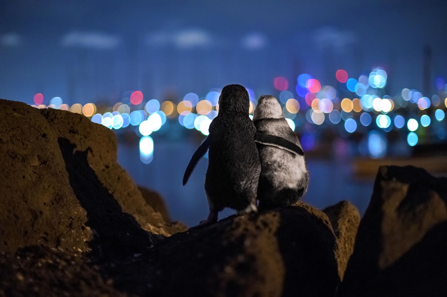 Ocean Photography Award: zwei Pinguine schauen aufs Meer