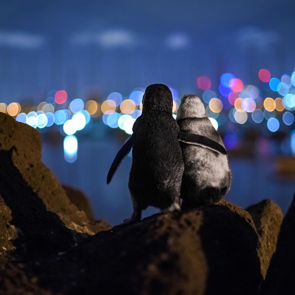 Ocean Photography Award: zwei Pinguine schauen aufs Meer