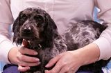 Hunderettung: Dackel mit Haarschnitt