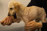 Hunderettung: Pudelmix frisch frisiert